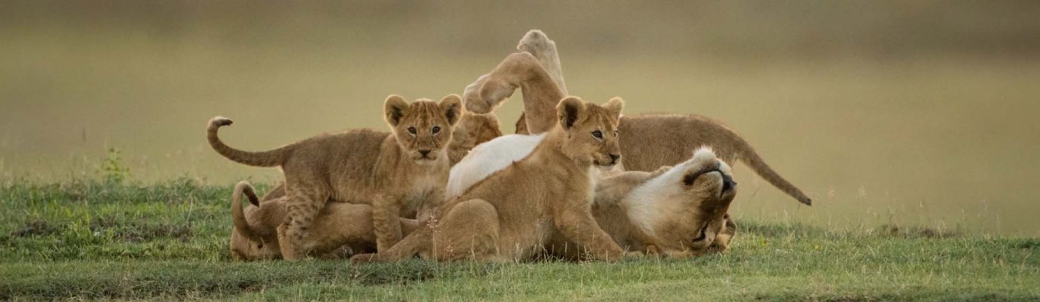 Cub approaches others surrounding lioness on grass