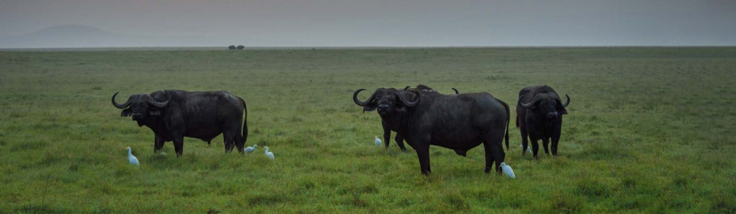 Ngorongoro buffalos at sunrise