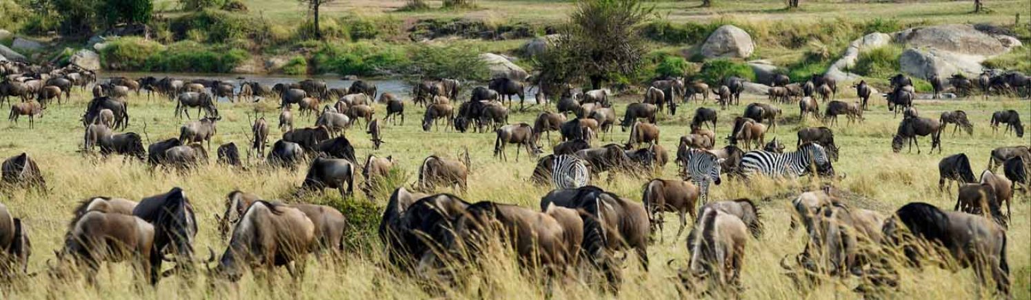 Serengeti Herds