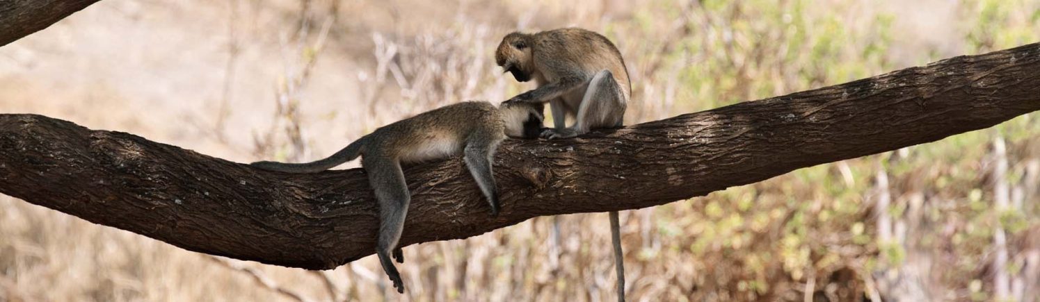 Tanzania, Tarangire National Park
