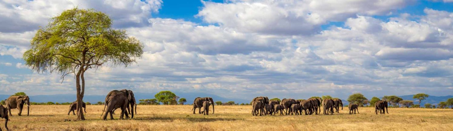 Tarangire nationa park elephants