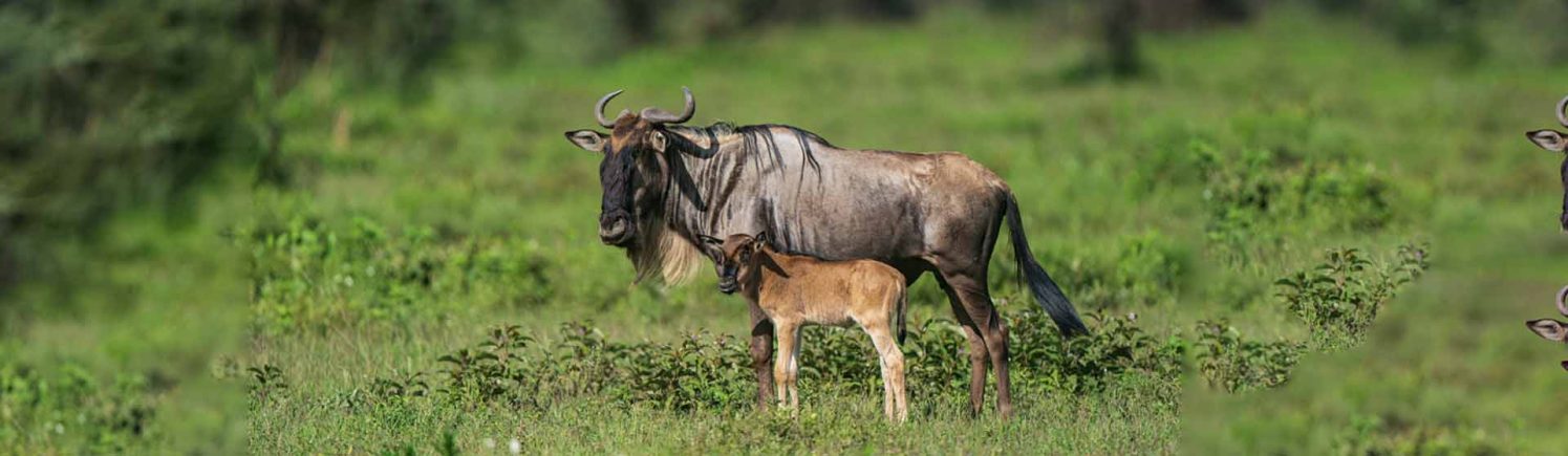 Wildebeest with calf__