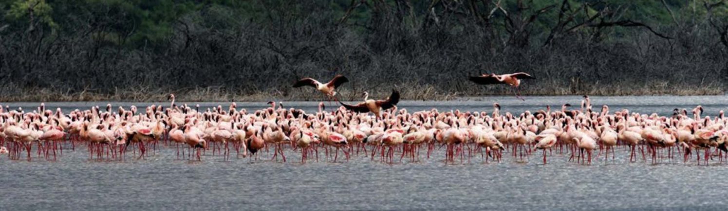 manyara flamingo_