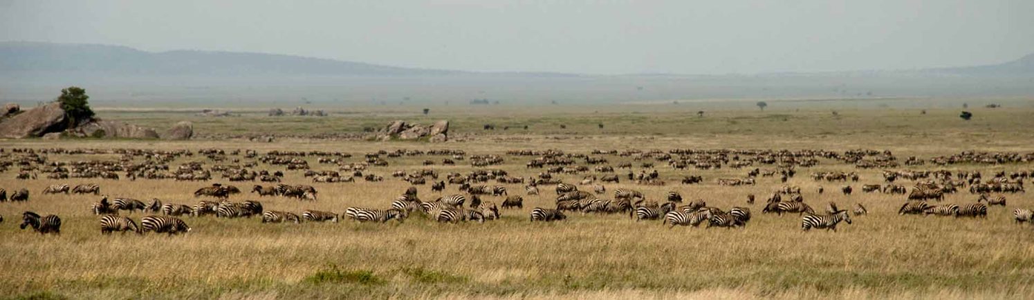 serengeti wildlind migration_